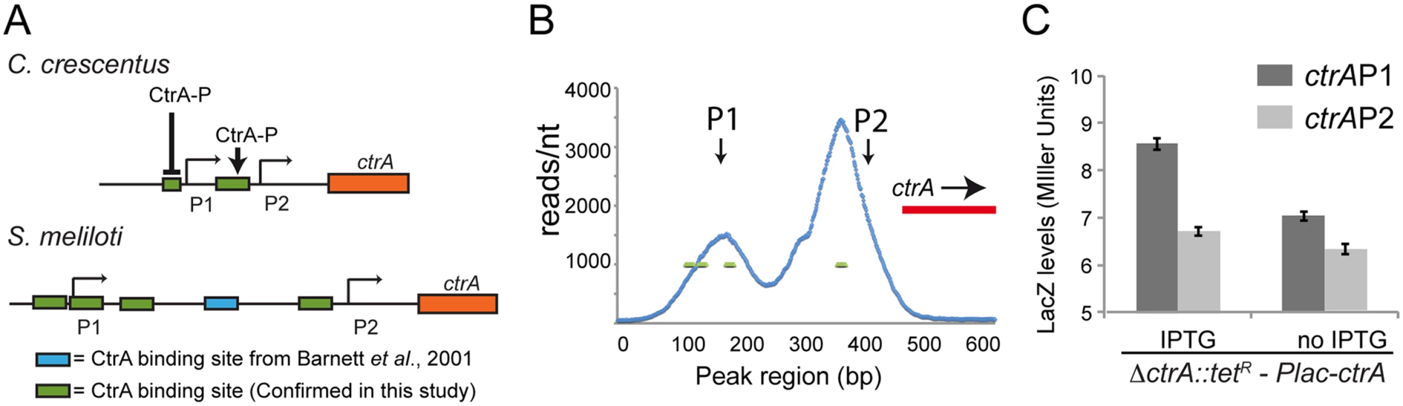 Structure of the <i>ctrA</i> promoter in <i>S. meliloti</i>.
