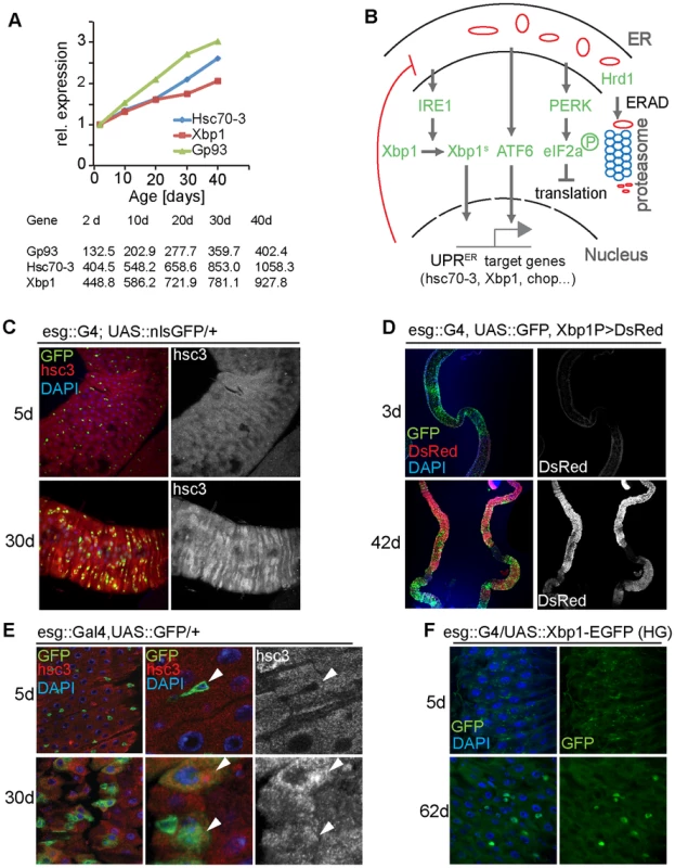 The UPR<sup>ER</sup> is activated in aging intestines.