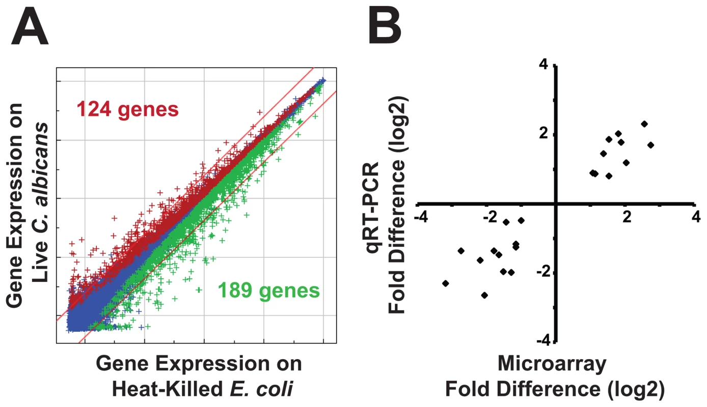 Infection with <i>C. albicans</i> yeast induces a rapid host response.