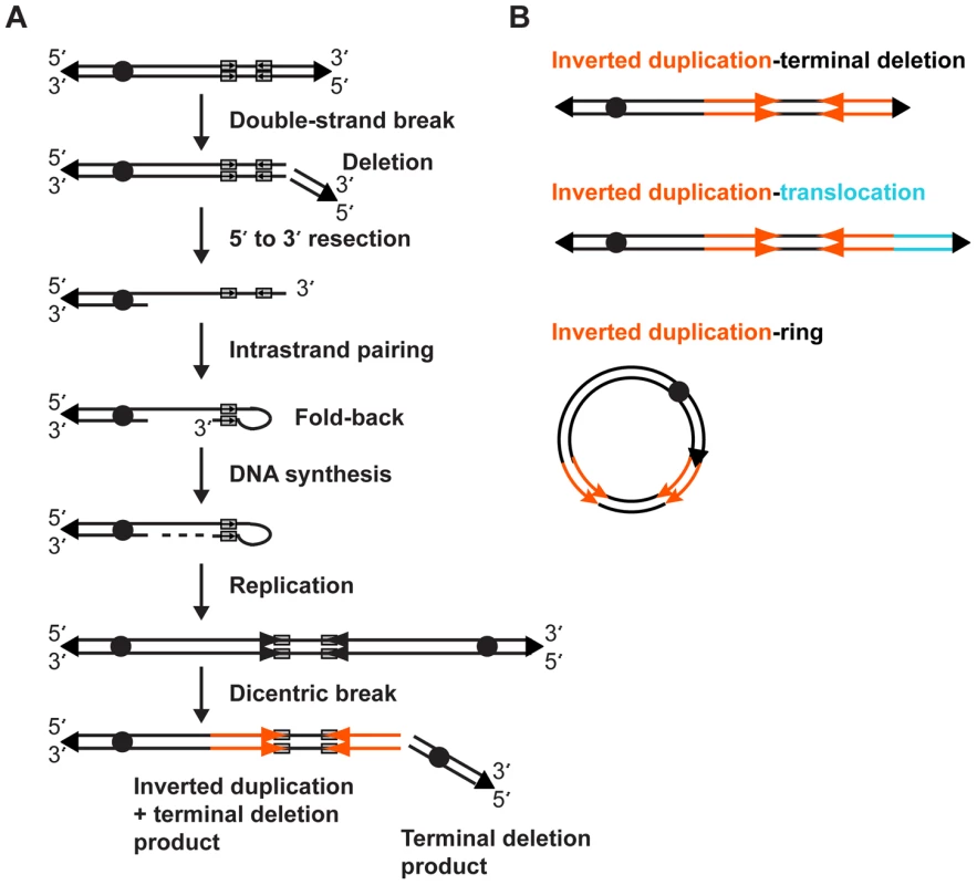 Fold-back model of inverted duplication formation.