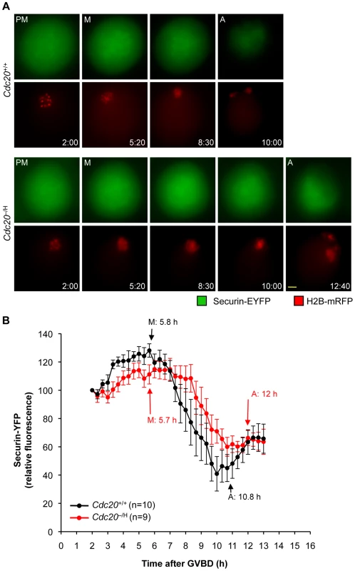 <i>Cdc20</i><sup>−/H</sup> oocytes have impaired securin destruction in metaphase I.