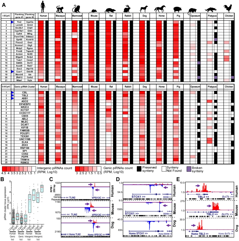 Eutherian-Conserved piRNA cluster (ECpiC) loci.
