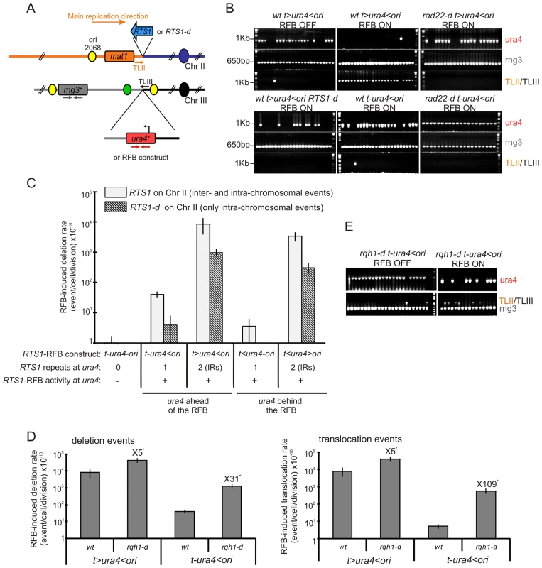A single fork-arrest induces GCRs that are stimulated by inverted repeats near the site of fork arrest.