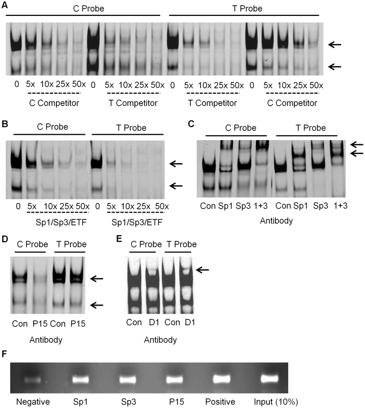 EMSA and ChIP analysis in SW872 cells.