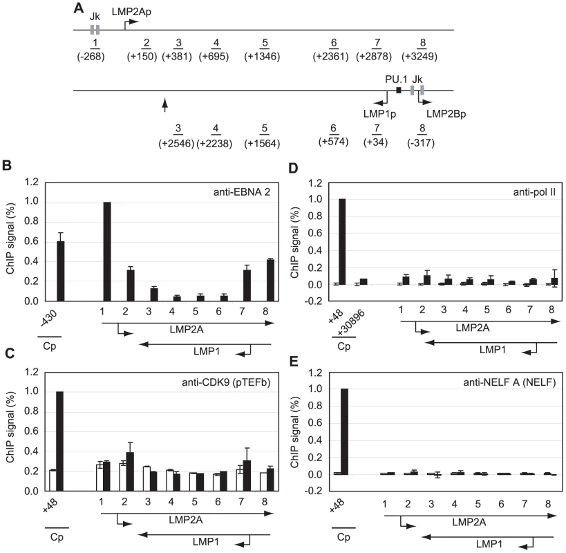 Pol II is not paused at the LMP gene loci and little pTEFb is recruited.