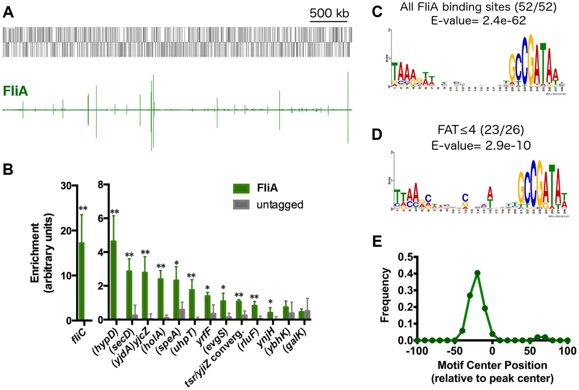 Genome-wide binding of FliA.
