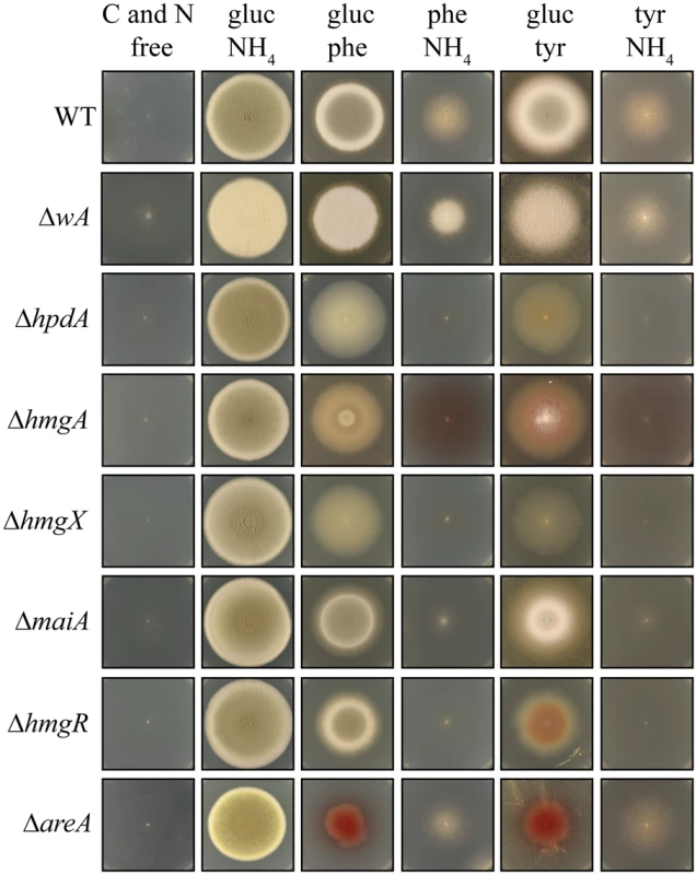 Genes of the tyrosine catabolic cluster are required for hyphal growth on tyrosine and phenylalanine as a nitrogen or carbon source at 25°C.