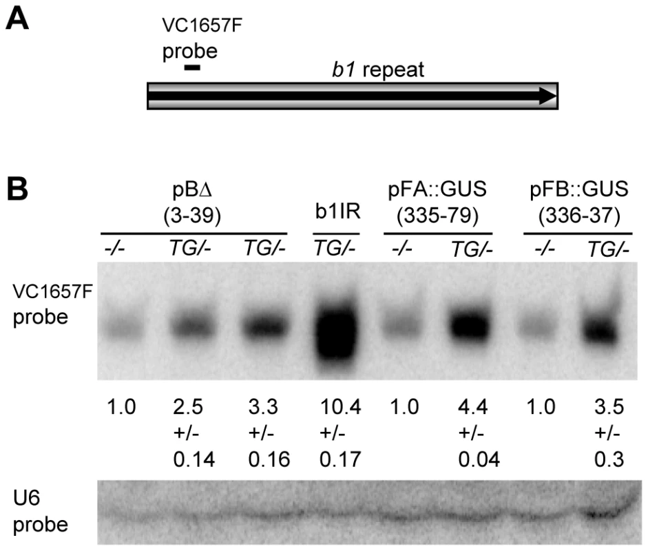 Northern blot analysis of repeat siRNAs in transgenic plants.