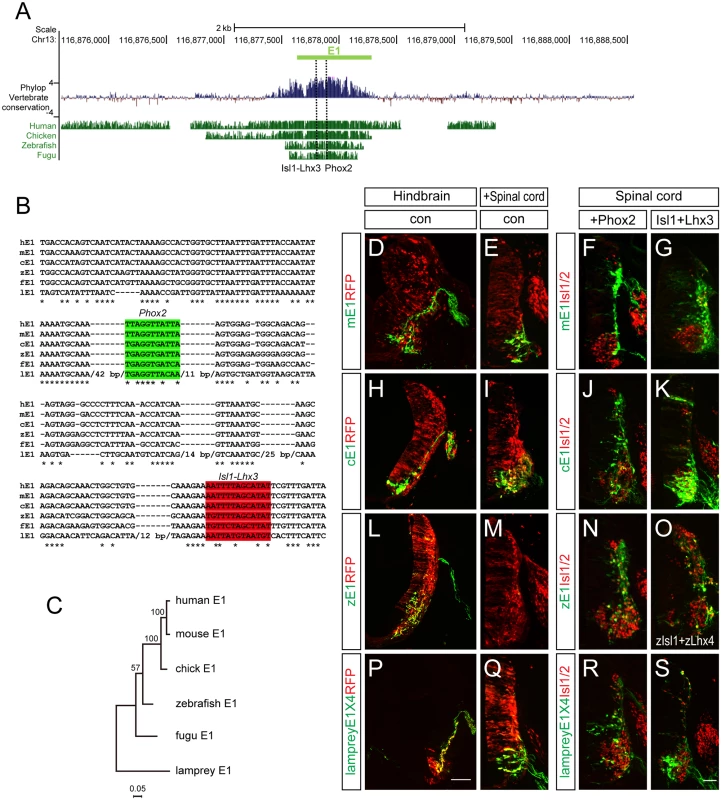 Conservation of putative regulatory elements of the E1 enhancer in vertebrates.