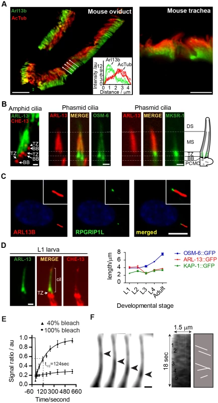ARL-13/ARL13b localisation and mobility within an Inversin-like ciliary compartment.