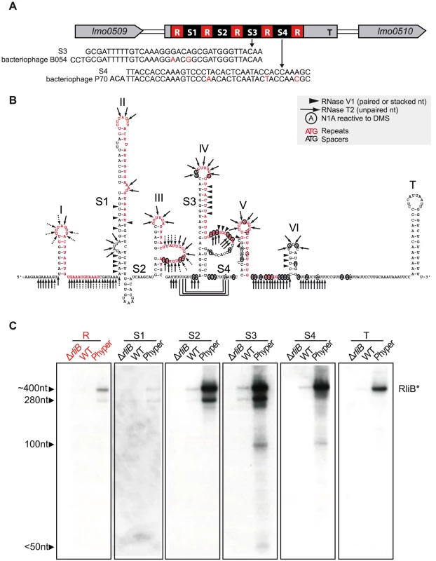 RliB in <i>L. monocytogenes</i> EGD-e.