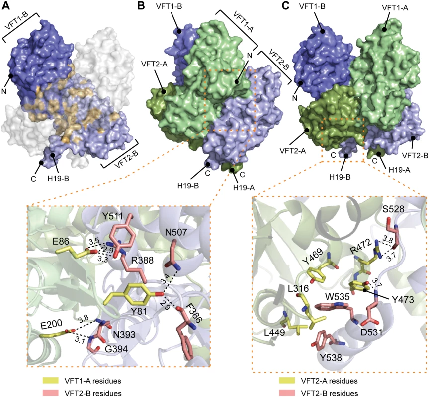 Interfaces between the VFT domains important for the kinase-on state.
