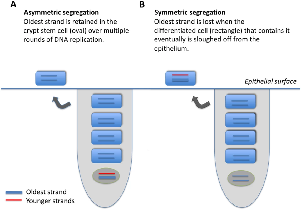 Model of two epithelial cell crypts, one showing asymmetric (A), and the other symmetric (B), strand segregation.