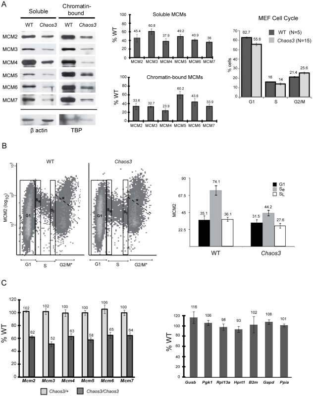 MCM2-7 proteins and mRNA are reduced in <i>Mcm4<sup>Chaos3/Chaos3</sup></i> MEFs, particularly in early S phase.