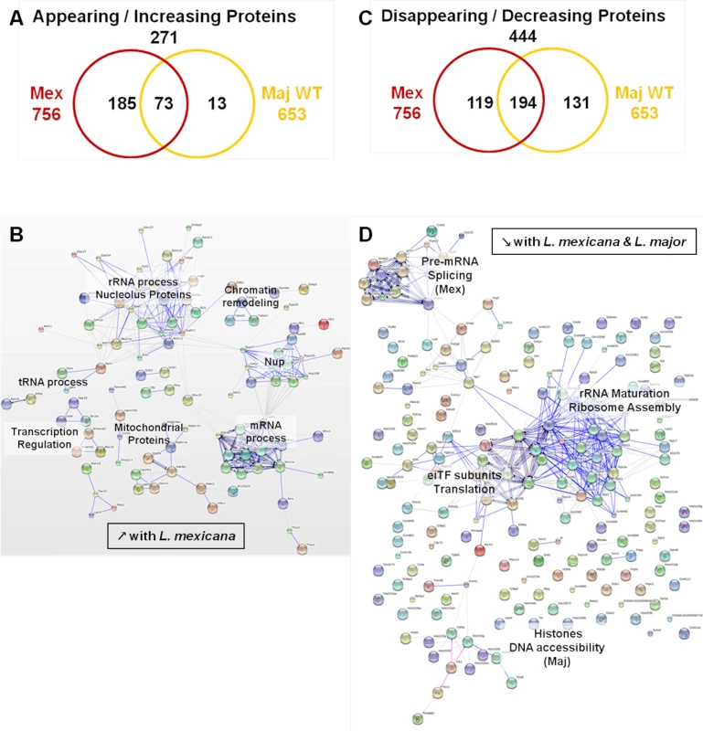 Comparative proteomic analysis of macrophage nuclei after infection with <i>L</i>. <i>major WT</i> or <i>L</i>. <i>mexicana</i>.