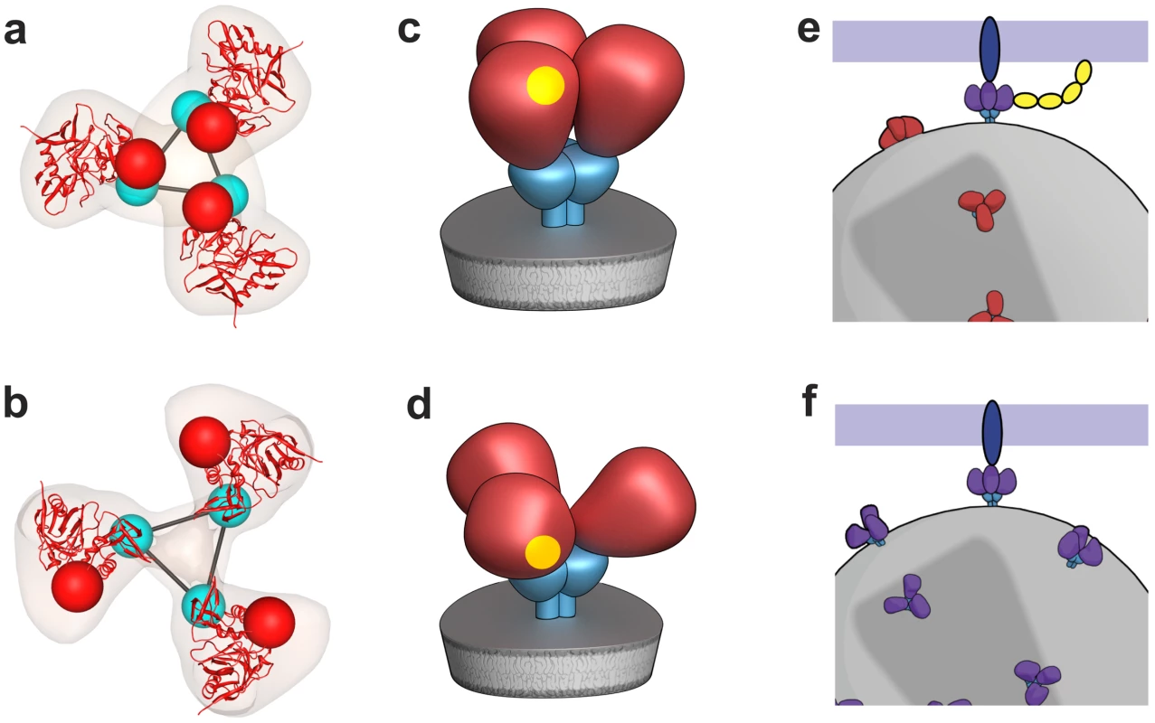 Distinct quaternary conformational states of trimeric Env.