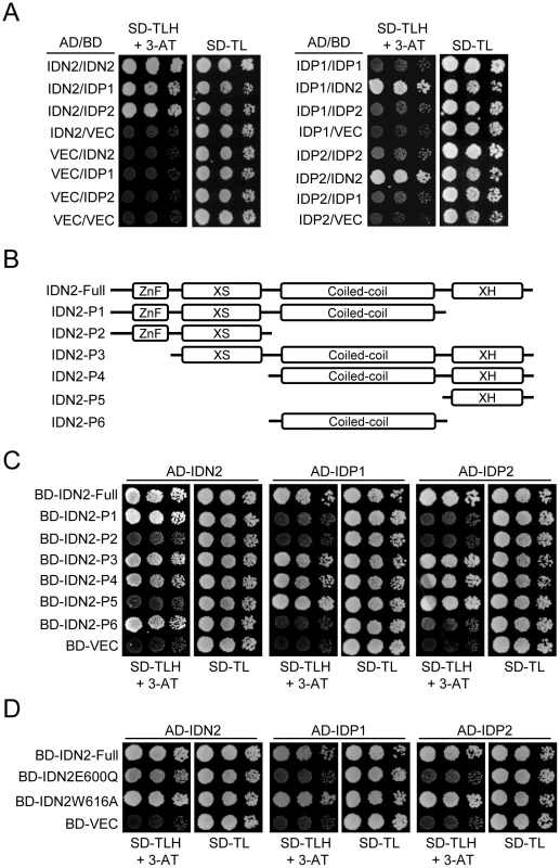 Identification of the IDN2 domains required for interaction with IDN2, IDP1, and IDP2 by yeast two-hybrid analysis.