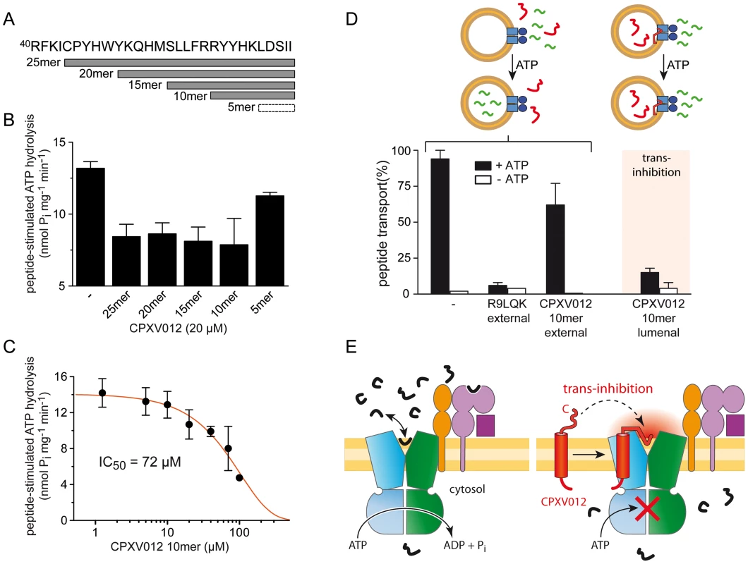 The ER-lumenal CPXV012 fragment is sufficient for trans-inhibition of antigen translocation.
