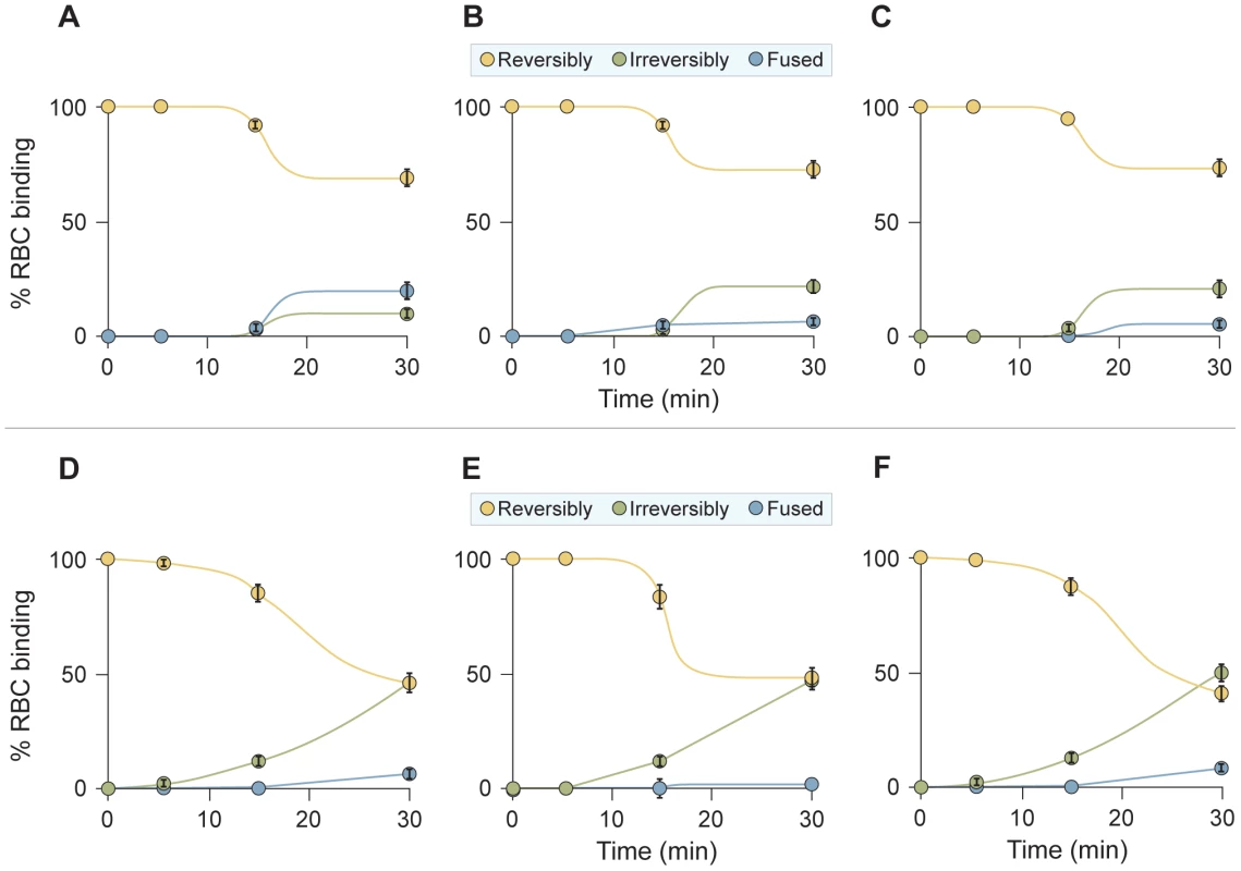 HPIV3 F HRC cholesterol-tagged peptides capture fusion intermediates of native F before fusion peptide insertion in the target membrane.