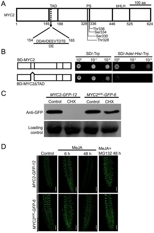 The Destruction Element of the MYC2 Protein Overlaps with Its TAD.