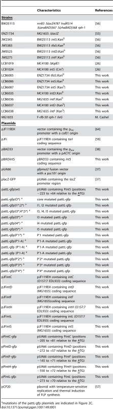 Strains and plasmids.