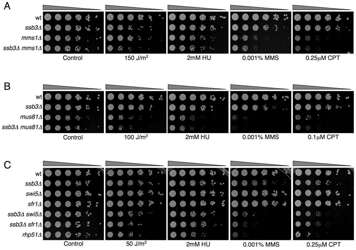 Genetic interactions between Ssb3 and Mms1, Mus81, Swi5, and Sfr1.