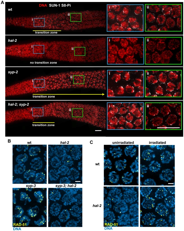 HAL-2 has additional roles in meiosis beyond preventing inappropriate association of SYP proteins with chromosomes.