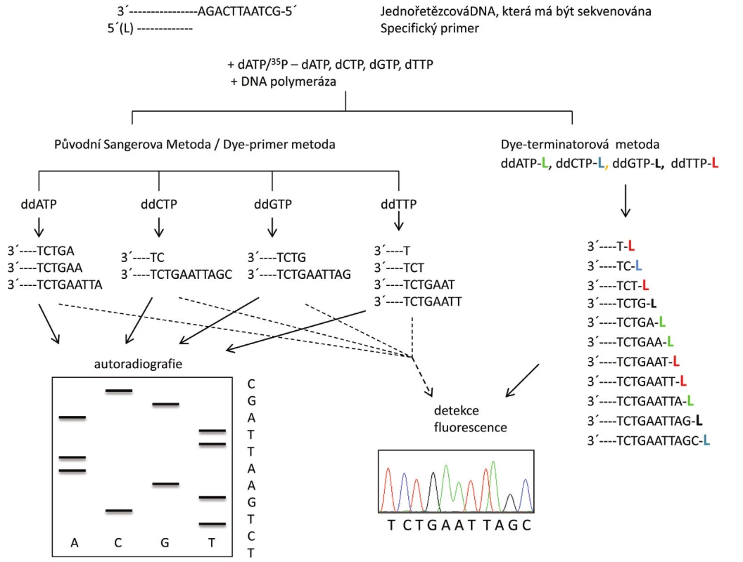 Schéma principu sekvenování Sangerovou metodou. Syntéza nového řetězce DNA probíhá ve směru 5´→3` za přítomnosti specifického primeru, jednotlivých deoxynukleotidů (dNTP), dideoxynukleotidů (ddNTP) a DNA polymerázy. V levé části je znázorněna Sangerova metoda s radioaktivním značením templátu nebo fluorescenčně značenými primery, kdy reakce probíhá ve čtyřech zkumavkách a sekvence je získaná po denaturační polyakrylamidové gelové elektroforéze (PAGE). V pravé části je znázorněna tato metoda s fluorescenčním značením ddNTP (L = label-značka), kdy reakce probíhá v jedné zkumavce a sekvence je získána po kapilární elektroforéze (15).