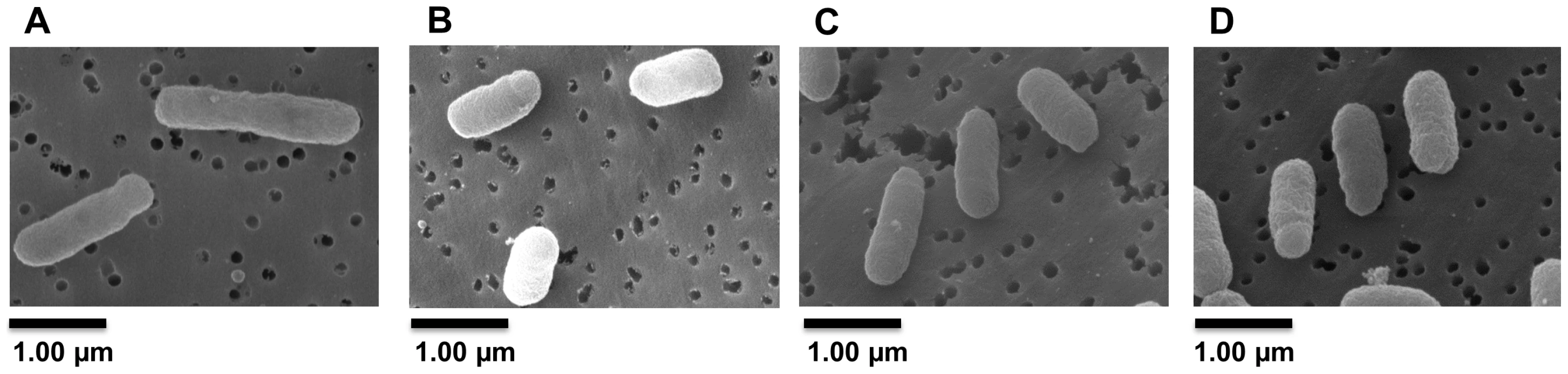 Inactivation of <i>ldtR<sub>Smc</sub></i> or <i>ldtP<sub>Smc</sub></i> results in a short-cell phenotype.