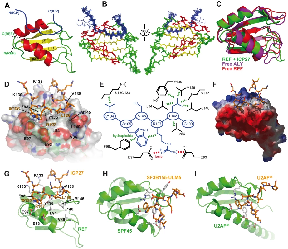 Structure of the REF - ICP27 complex.
