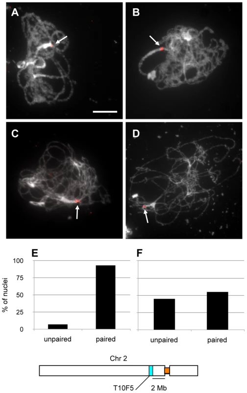 Homologous peri-centromeric pairing of chromosome 2 in <i>xrcc3</i> mutants.