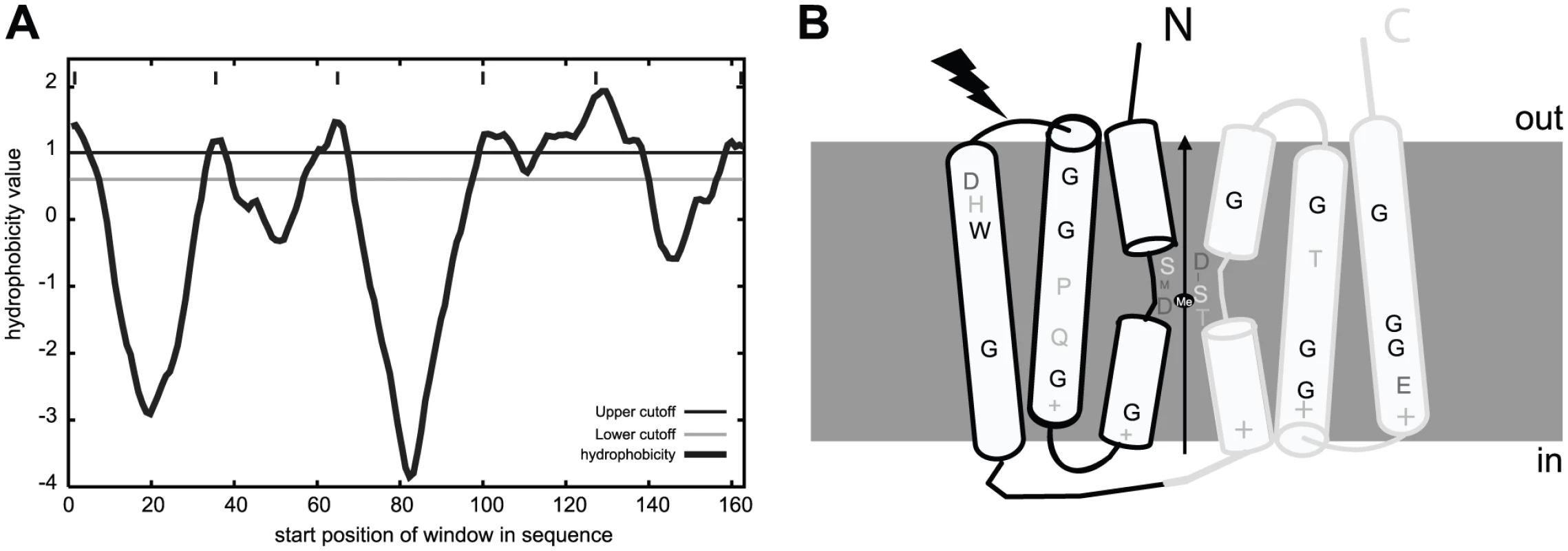 MntX identifies a family of predicted bacterial metal transporters.