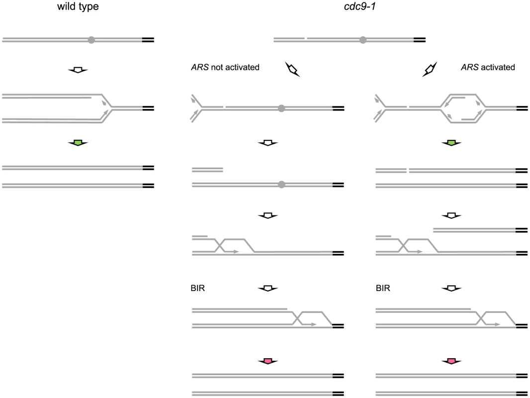 Possible mechanisms for replication-coupled telomere synthesis by telomerase in <i>CDC9</i> and <i>cdc9-1</i> cells.