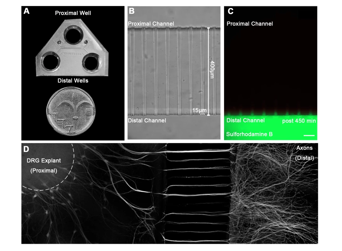 A microfluidic system for tracking retrograde transport in sensory axons.