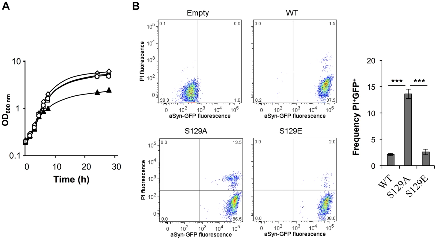 S129A aSyn is more toxic for yeast cells than the WT aSyn.