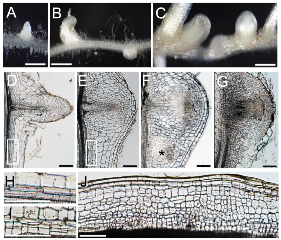 NIN and NF-Y subunits regulate cell division.