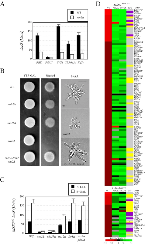 Components of the <i>RAS</i> pathway are required for <i>MSB2</i> expression and FG pathway regulation.