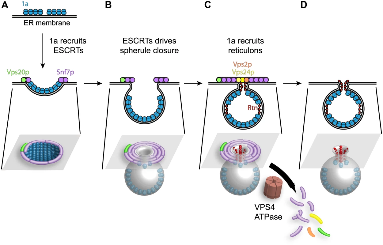 Model for the contribution of Snf7p and other ESCRT-III components to BMV spherule formation.