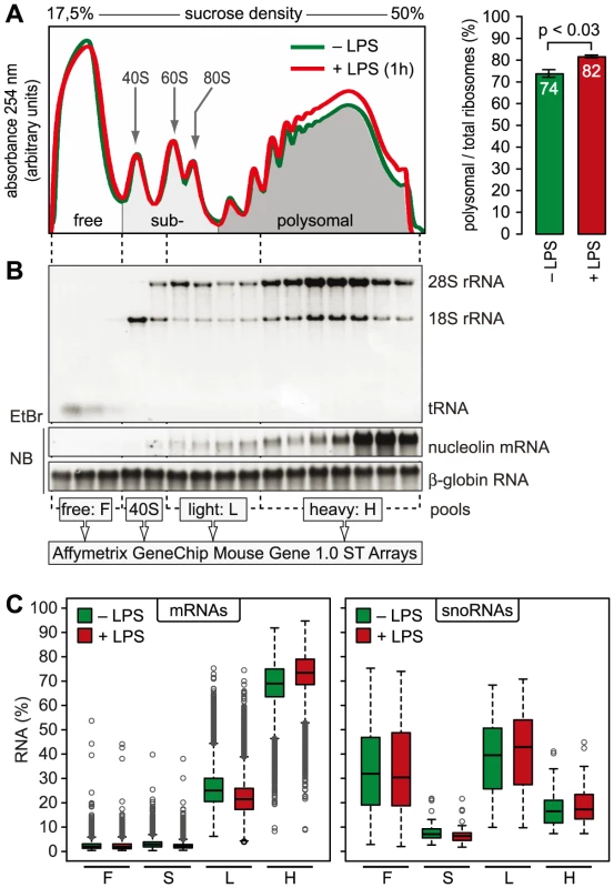 Global translation in LPS-activated macrophages.