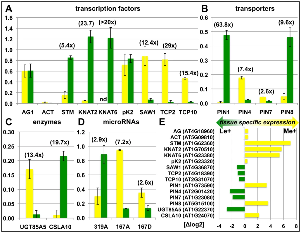 Confirmation of differentially methylated genes in wildtype plants.