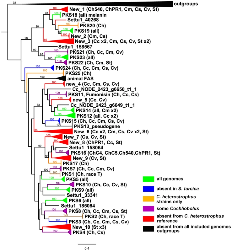 Cartoon of cross-species phylogenomic analyses of individual ketosynthase domains from PKS proteins.