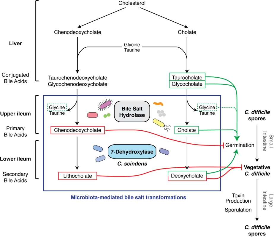 Effect of bile acid metabolism on the developmental life cycle of <i>C</i>. <i>difficile</i>.