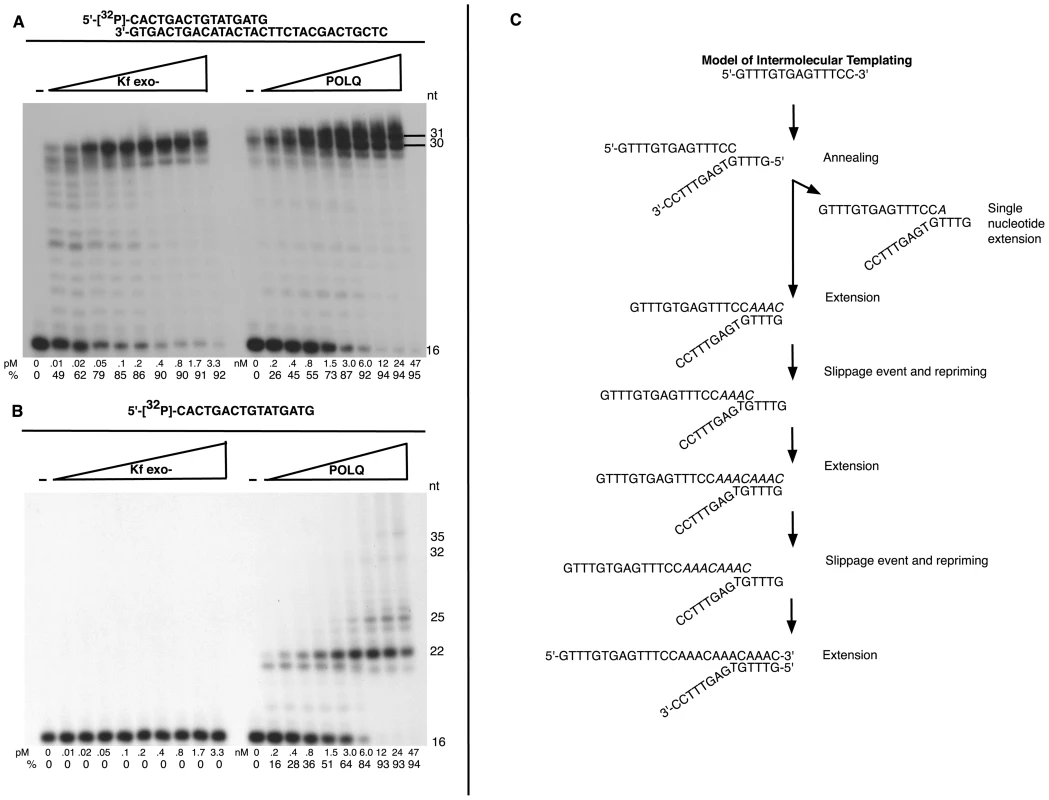 Unique template dependent DNA polymerase activity of POLQ.