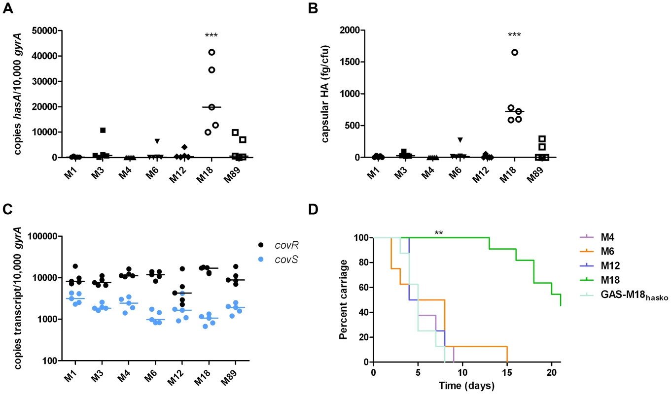 Serotype M18 GAS display a unique hyper-encapsulation phenotype which mediates enhanced nasopharyngeal carriage longevity.