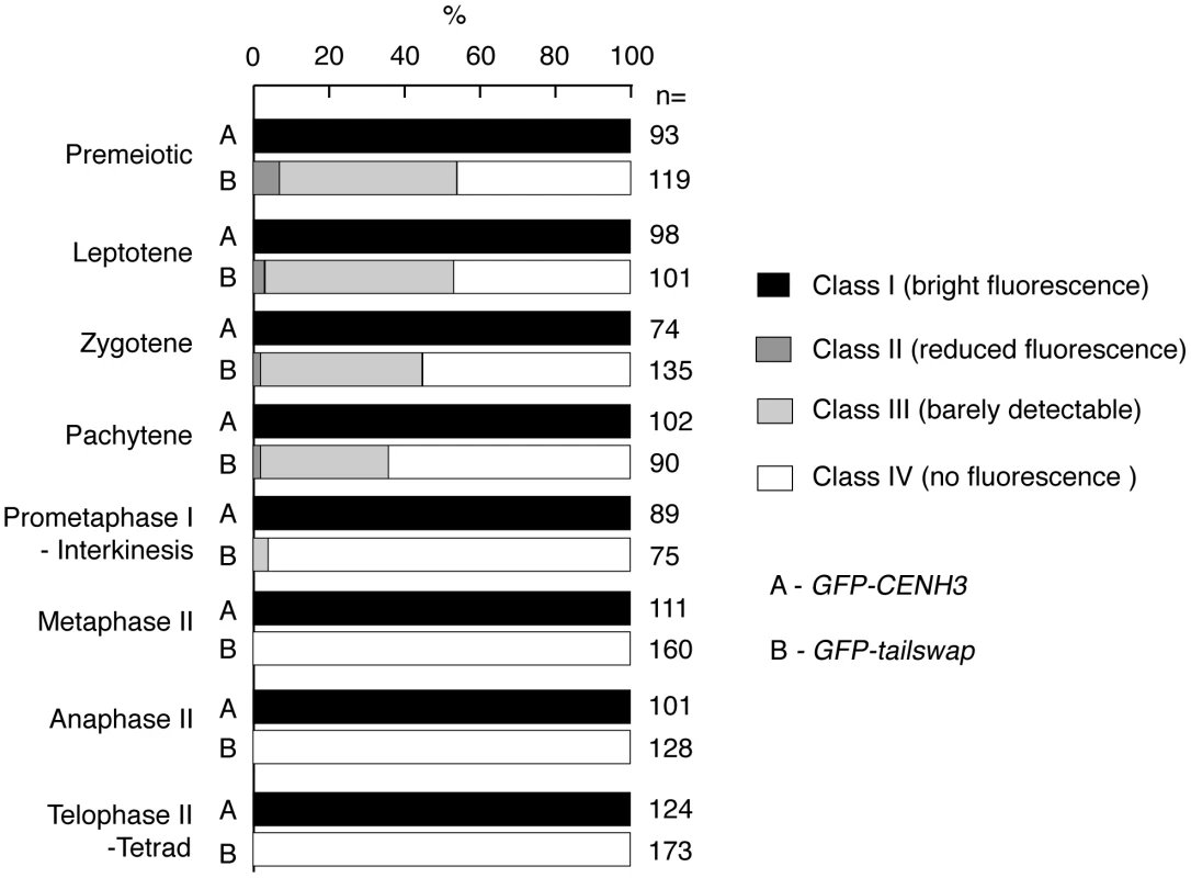 Percentage of <i>GFP-CENH3</i> and <i>GFP-tailswap</i> meiocytes showing particular classes of GFP fluorescence at kinetochores.