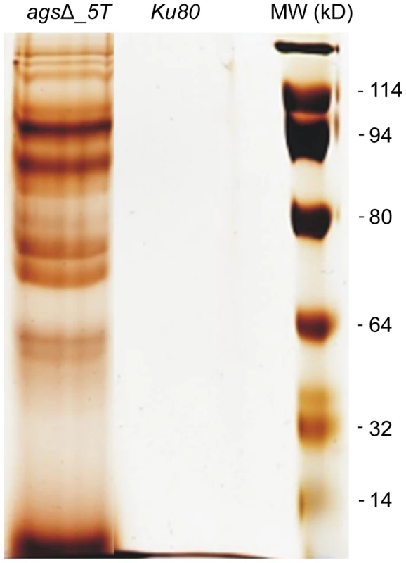 NaCl extracted proteins from the surface of <i>ags</i>Δ_<i>5T</i> resting conidia.