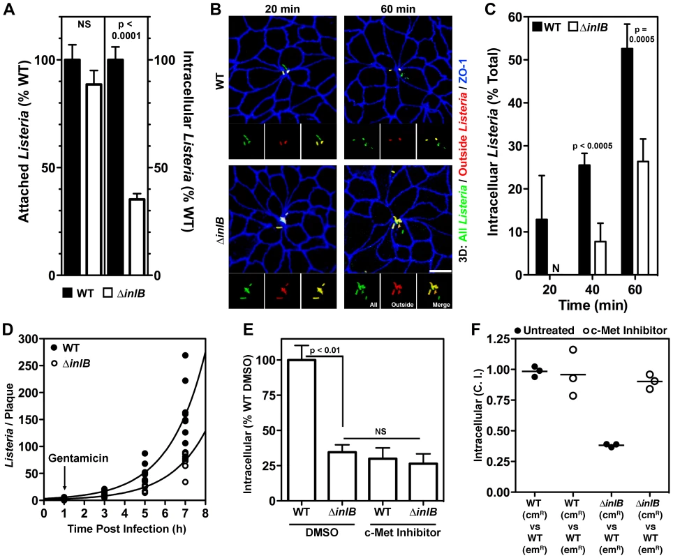 InlB and c-Met accelerate invasion of multicellular junctions.