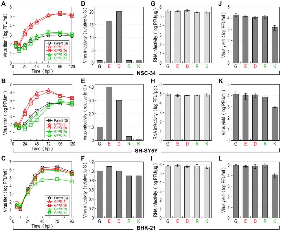 E-244: A major determinant of viral infectivity in mouse and human neuronal cells <i>in vitro</i>.