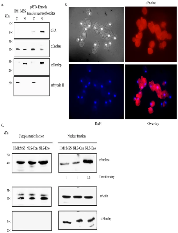 Enolase is present in the cytoplasmatic and nuclear fraction of <i>E.histolytica</i>.