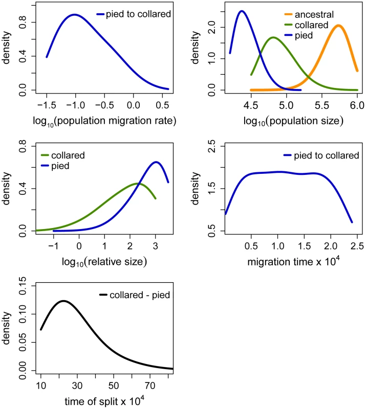 Posterior probabilities of key parameters of the recent unidirectional migration and ancient size change (RUMASC) model.